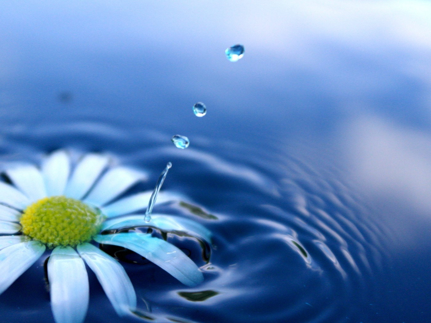 Drop flowers. Ромашки на фоне воды. Цветы на фоне воды. Капли воды. Ромашки в воде.