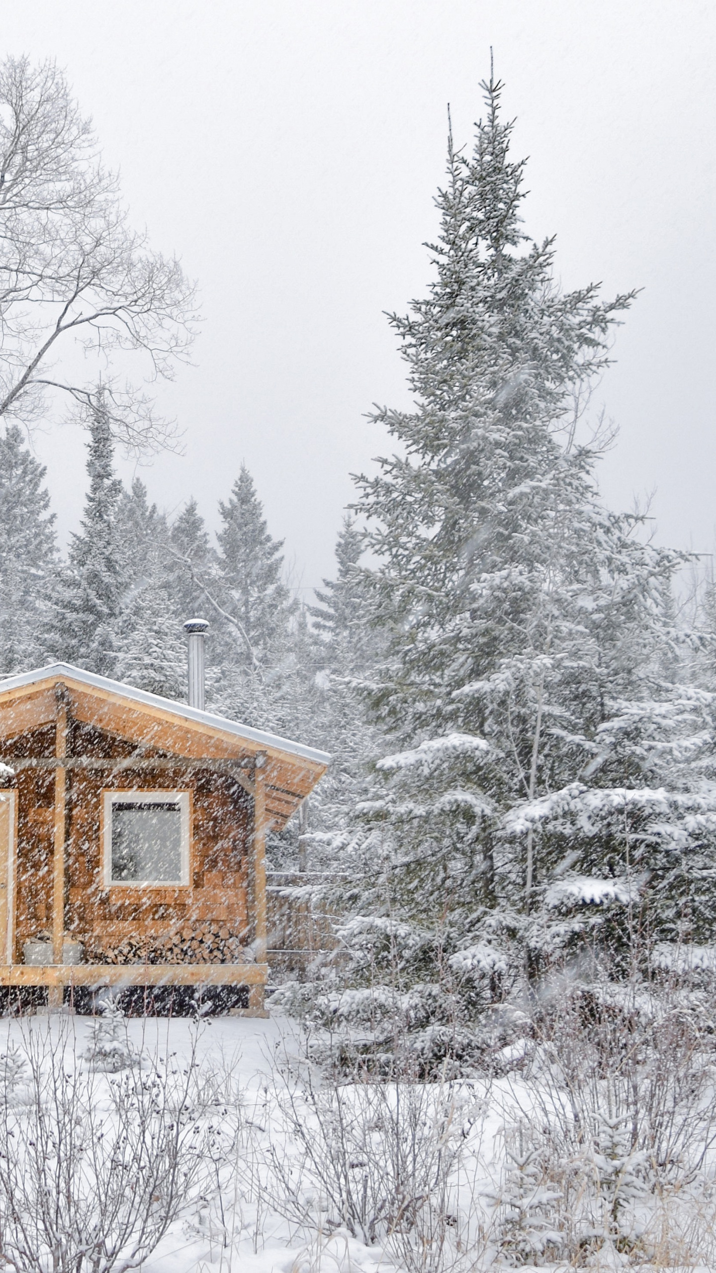 зима, иней, лес, снег, деревья, природа, дома, ели