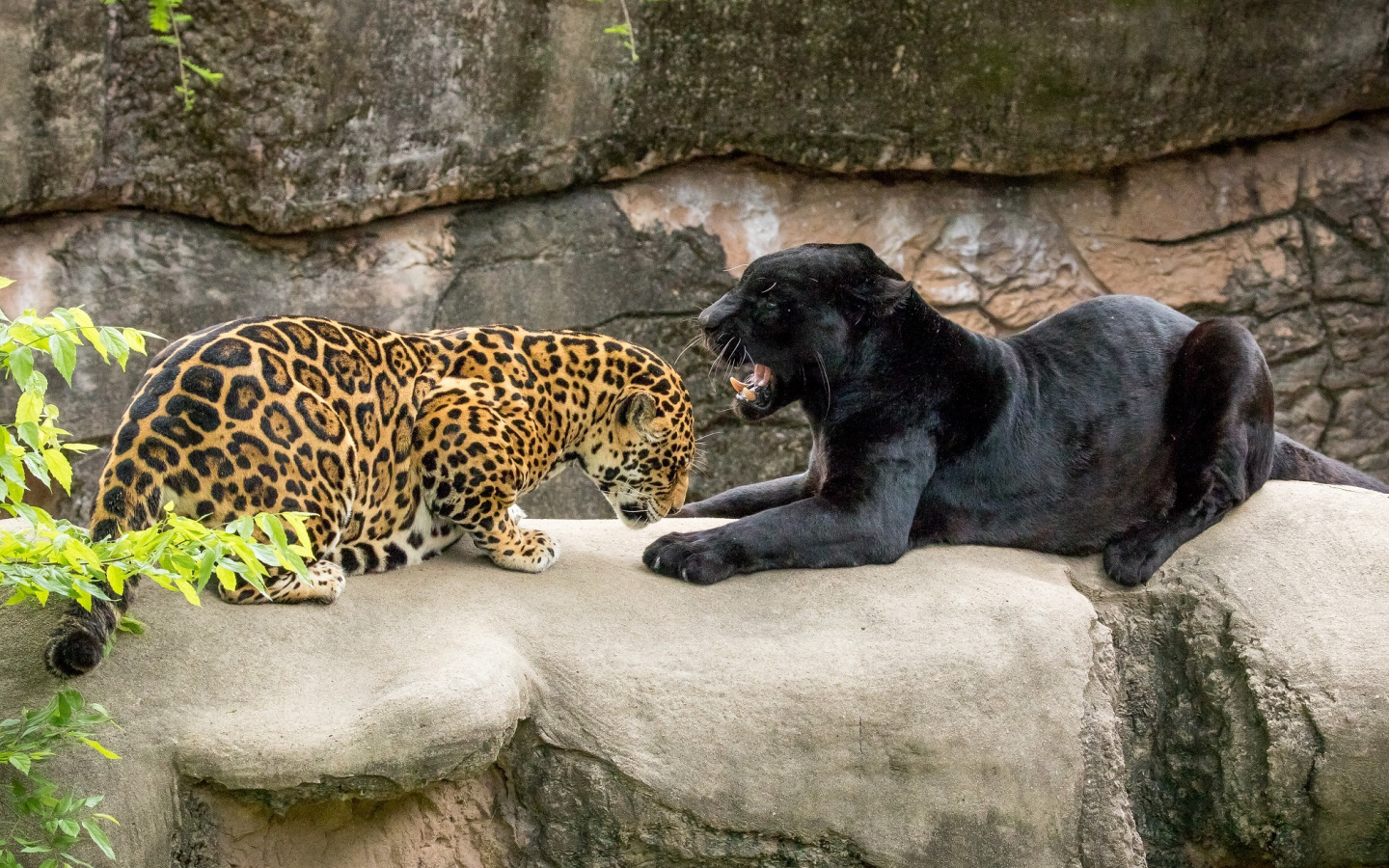 Хищники зоопарка. Ягуар и пантера. Леопард Ягуар пантера. Черный леопард и черный Ягуар. Черная пантера Ягуар.