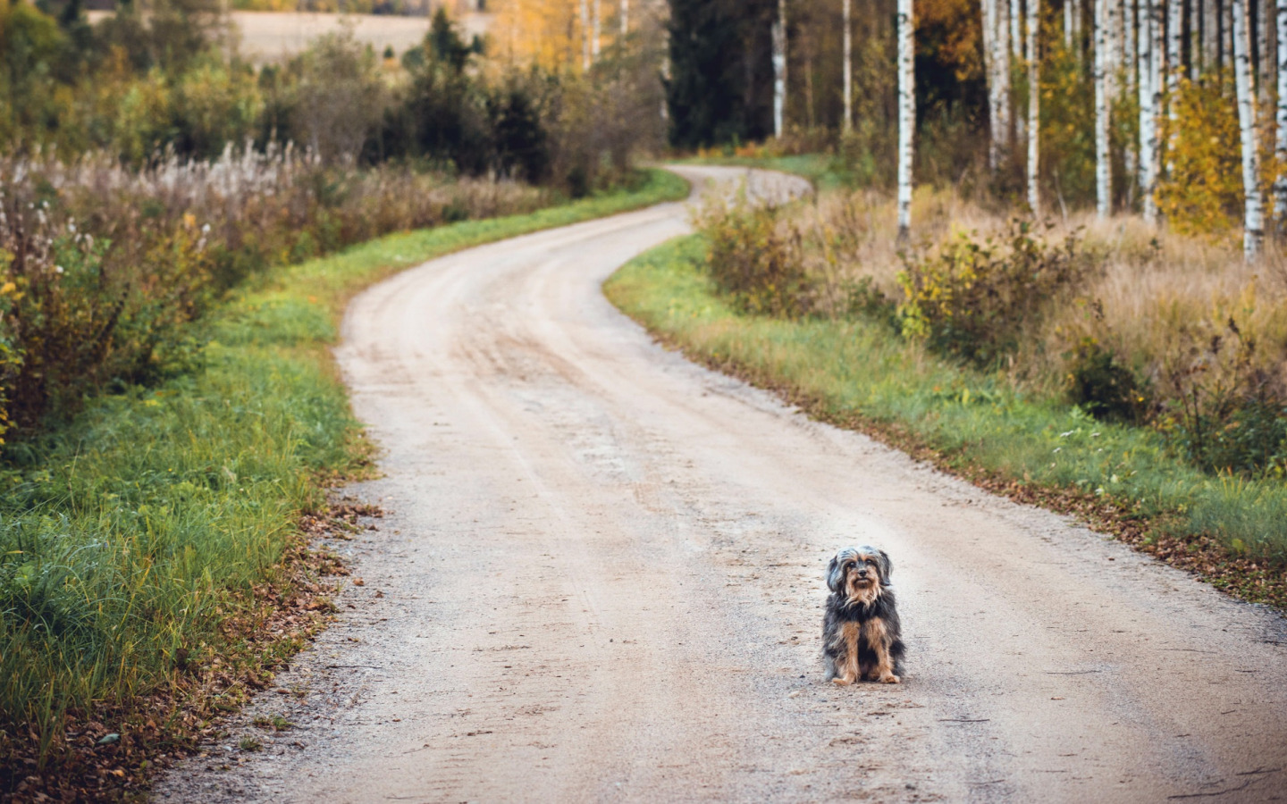 Собаки и люди на дороге. Собака на дороге. Дорогу щенкам. Грустная собака на дороге. Прекрасные собаки на дороге.