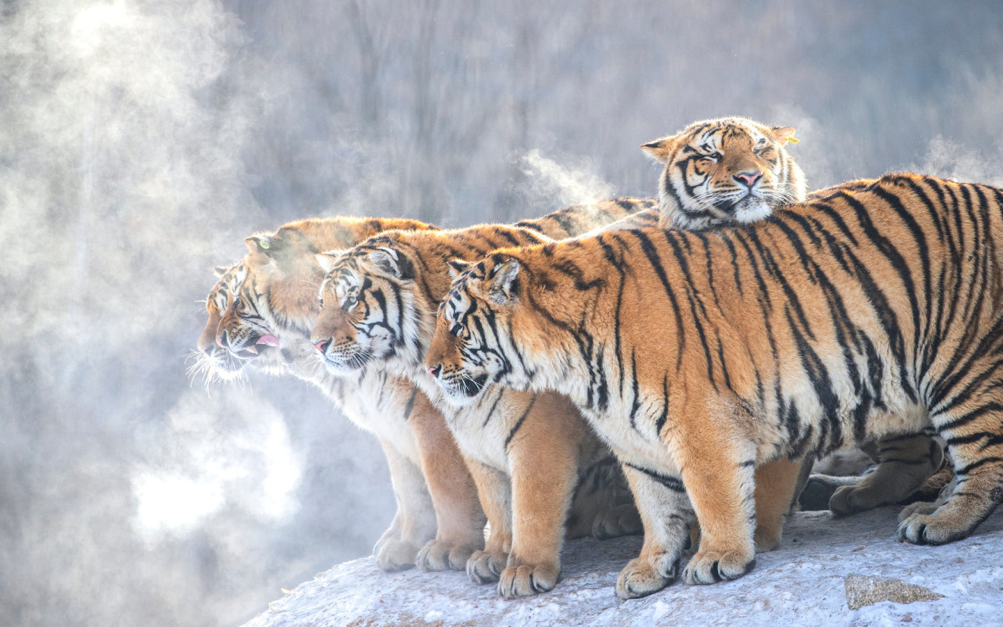 Тигр на ветке ребенок. Тигр в профиль. Тигр на ветке. Тигрица в тумане. Поза тигр на ветке.