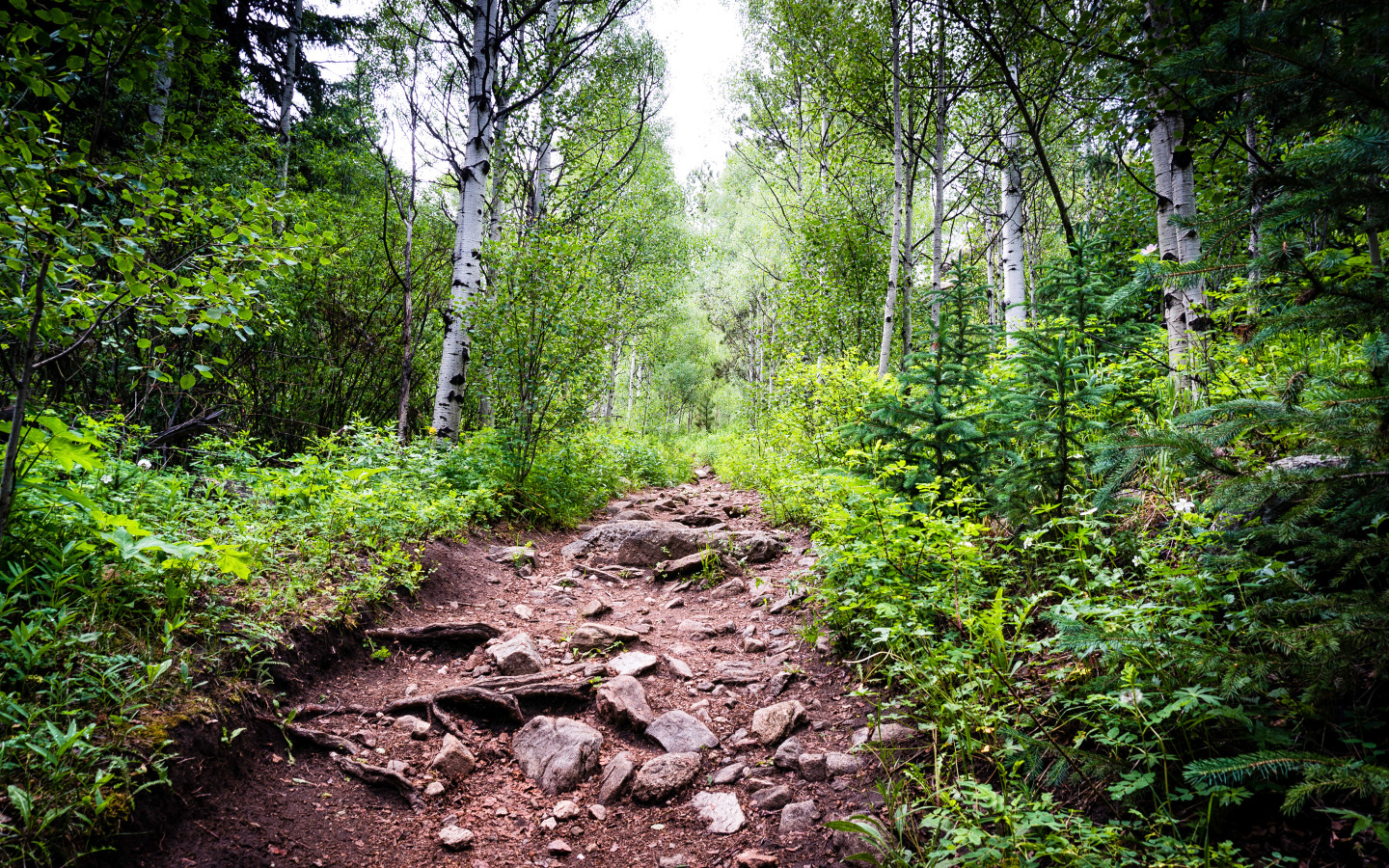 Фото земли леса. Лес, камень, дороги. Камни лес сверху. Маленькие камни в лесу. Земля с камнями в лесу.