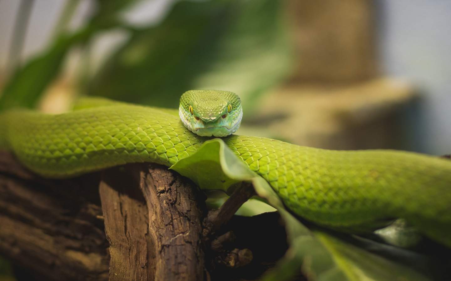 Зеленая змейка. Голубая куфия змея. Зеленая змея. Зеленая Кобра. Змея с зелеными глазами.