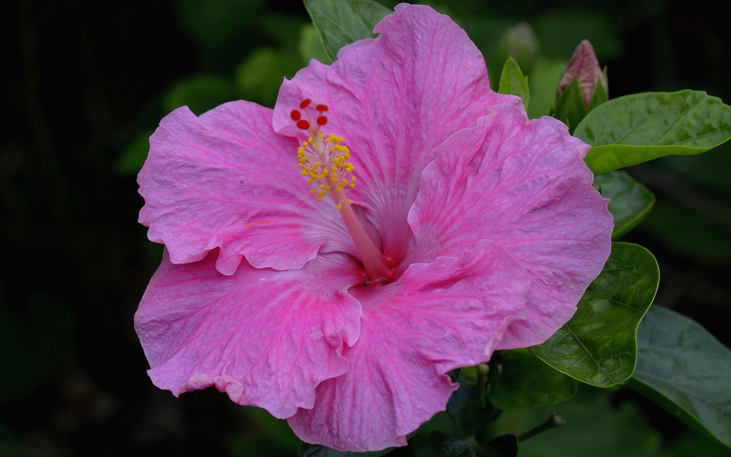 Гибискус Hibiscus Moorea Antonia