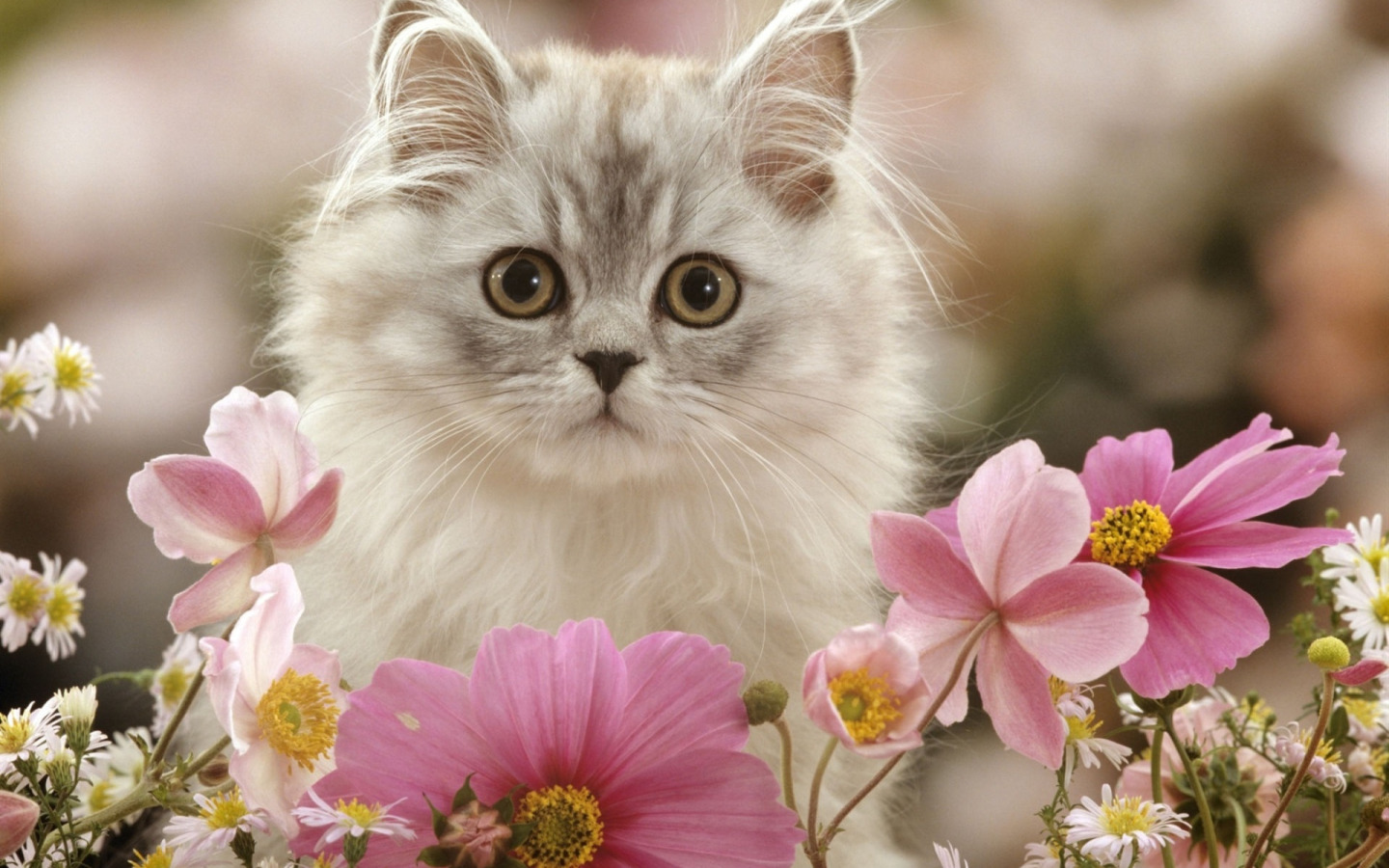 Красивые картинки в одноклассники. Красивые котики. Котик с цветочком. Котенок в цветах. Милые цветы.
