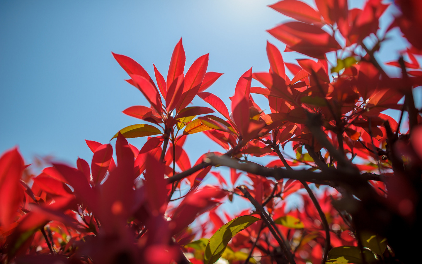 осень, небо, листья, ветки, багрянец
