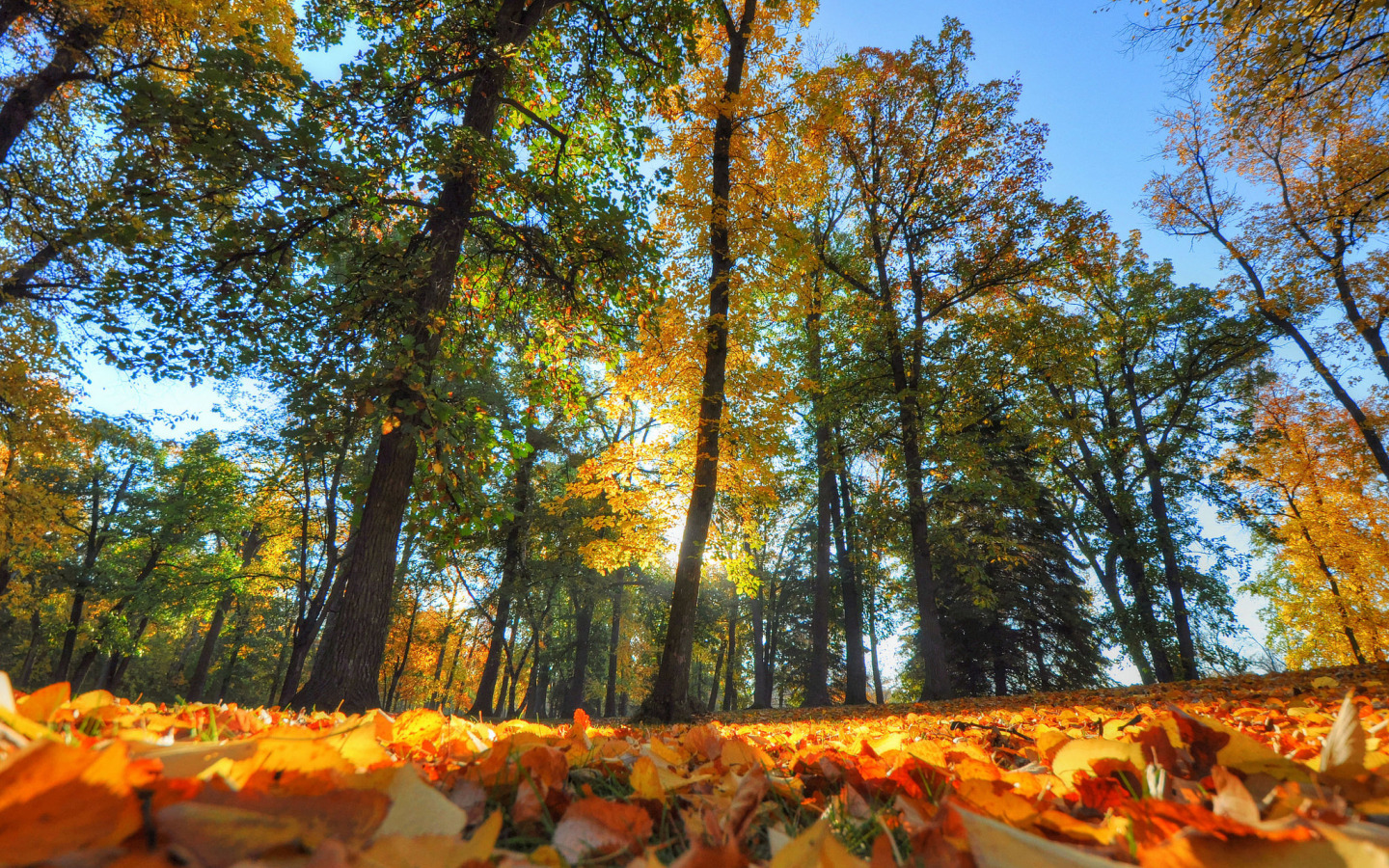 Осенние разбор. Осеннее слайд шоу лес. Лес в Чебоксарах осенний. Осенний лес в Геленджике. Осенний лес в Турции.