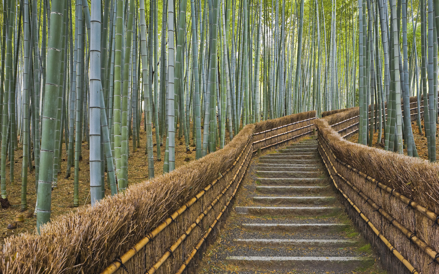 бамбуковый лес в киото