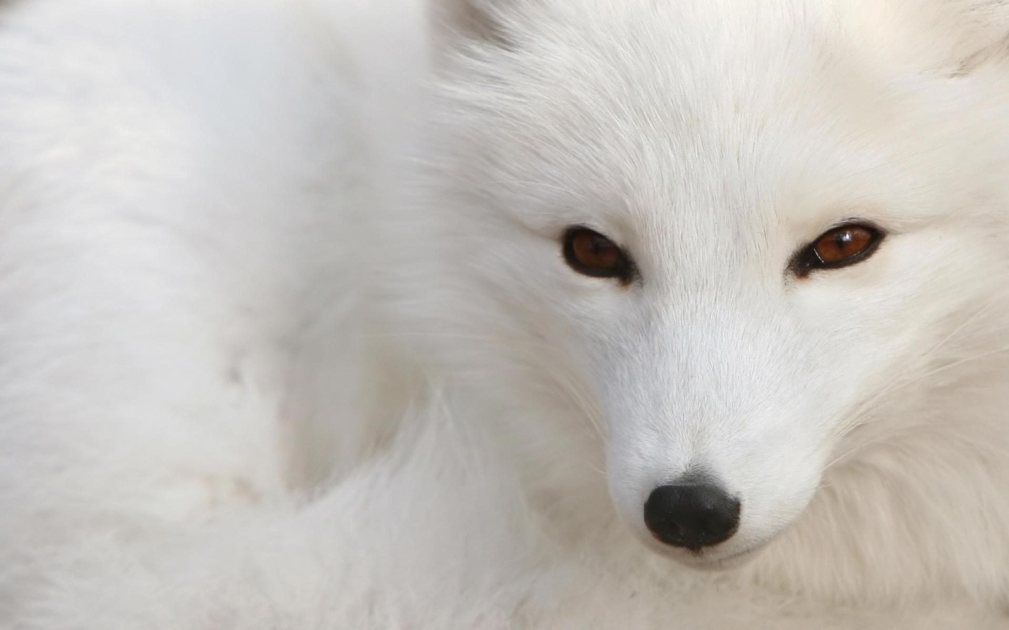 White fox