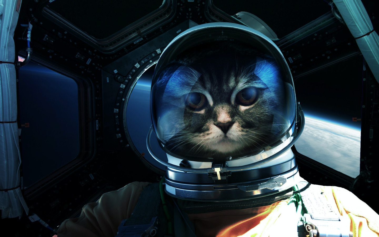 Космический кот. Кот в космосе. Котик космонавт. Коты космонавты. Смешной космос