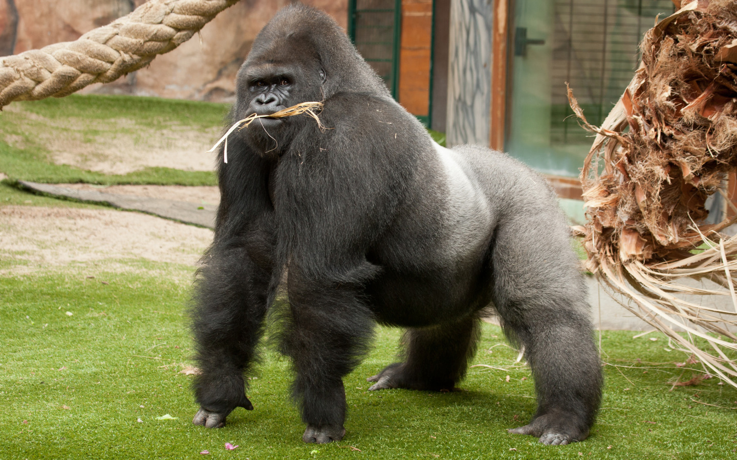 Фото gorilla персик