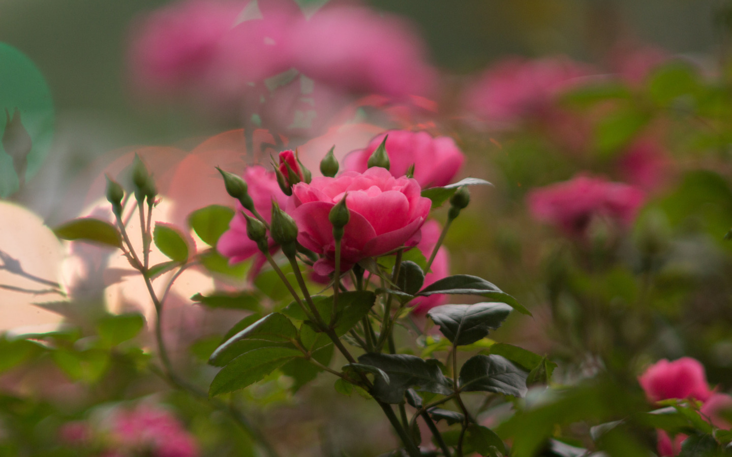 День мечтания о розовых кустах 15. Куст розы. Розовый куст. Куст розовые цветы. Цветы на переднем плане.
