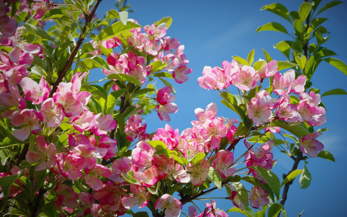 Цветок на ветке много цветов. Цветущие деревья. Весеннее дерево. Цветение деревьев. Цветущие деревья весной.