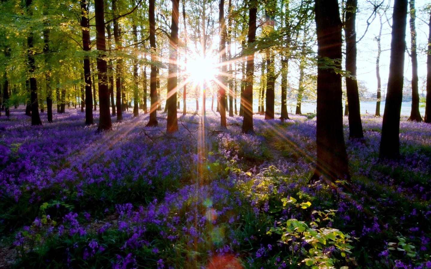 Звуки летней природы. "Солнце в лесу". Весенний лес. Красивые леса. Утро в лесу.