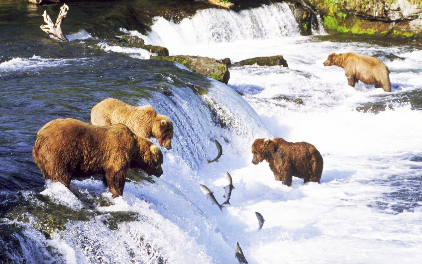 Национальный парк Катмай. Национальный парк Катмай Аляска. Водопад Медвежий Камчатка. Бурый медведь на Аляске. Водопад животное