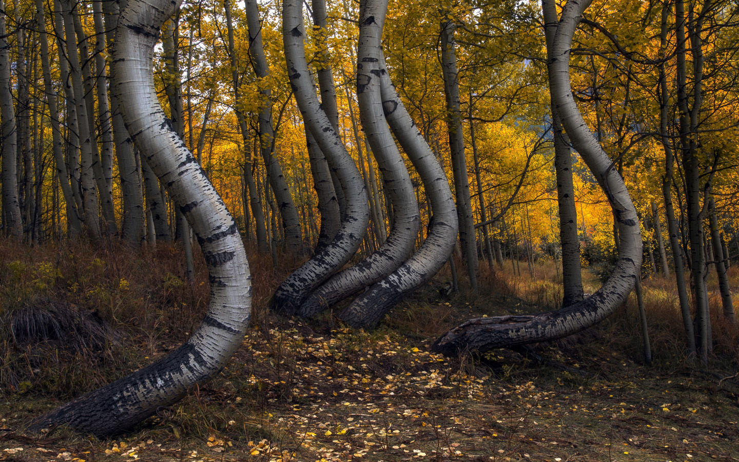 Кривой лес Грыфино Польша. Изогнутые деревья. Необычные березы. Ствол дерева. Гнуть березу