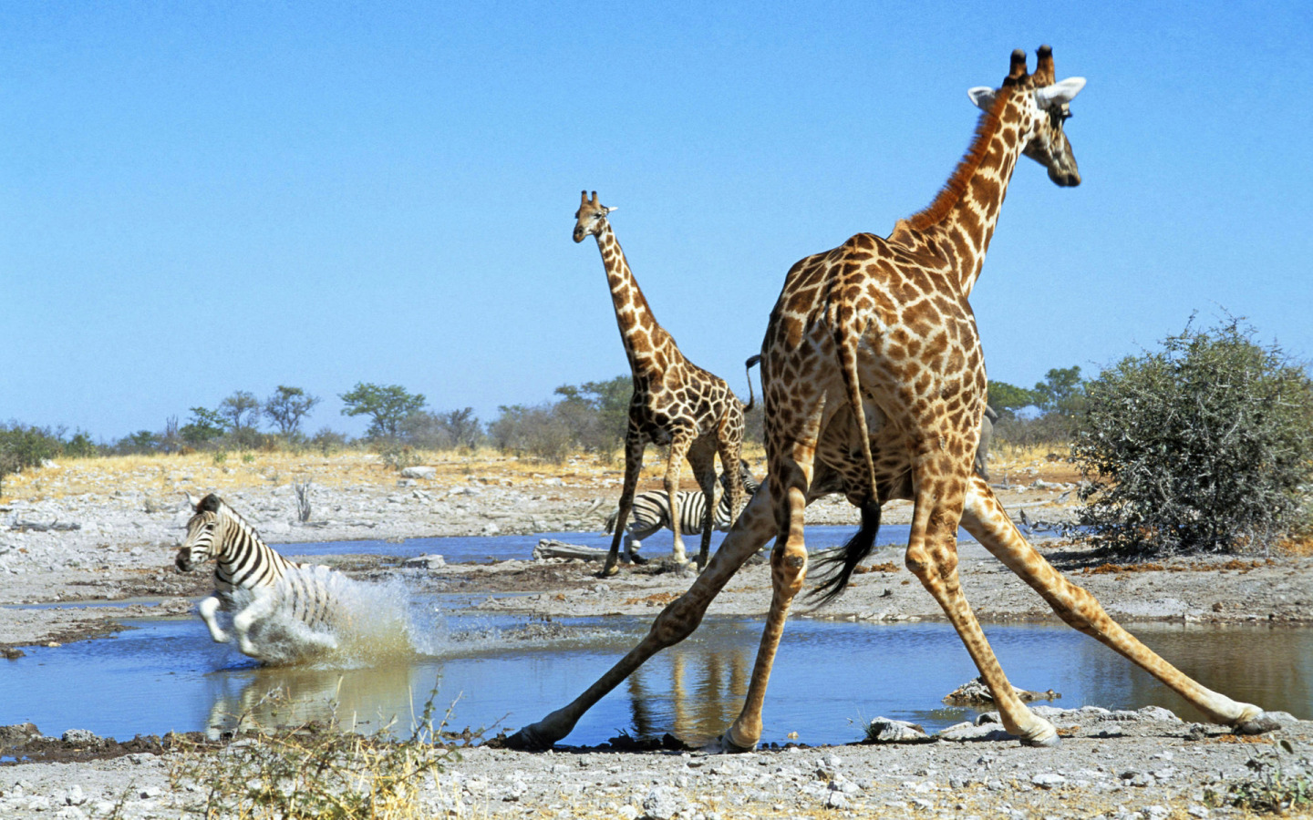 Жираф саванны Африки. Животные саванны Жираф. Животные Африки саванны Африки Жираф. Жирафы в саванне. Жираф африканское животное