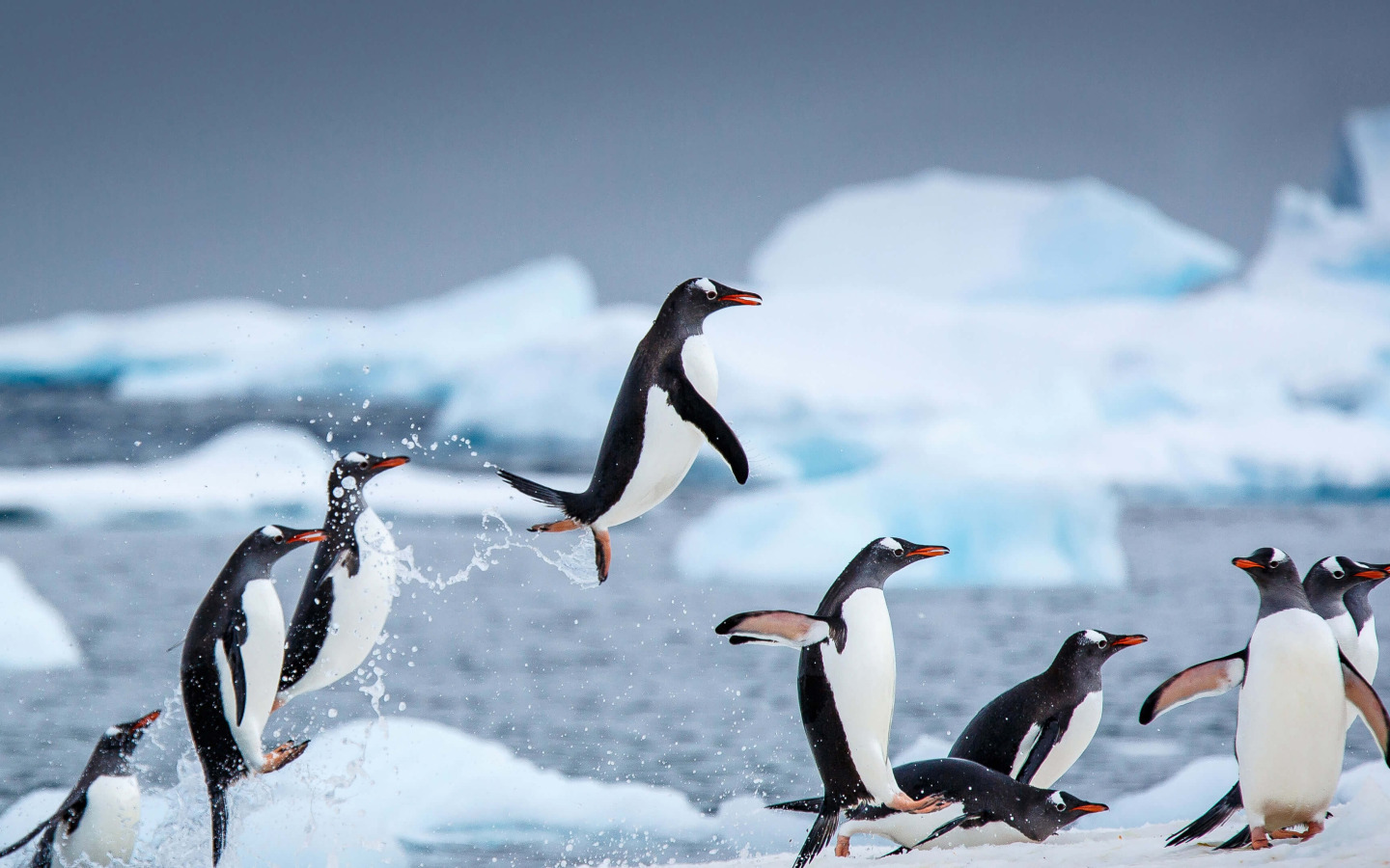 Птицы живущие в антарктиде. Субантарктический Пингвин в Антарктиде. Пингвины в Антарктиде. Гренландский Пингвин. Фото пингвинов в Антарктиде.