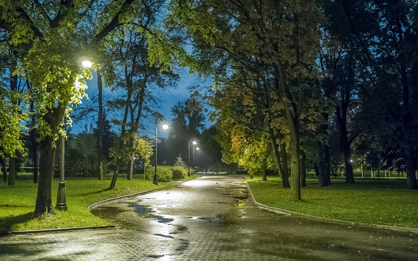 Аллея огней. Ночной Питер парк. Улица СПБ парк. Ночной сквер Санкт Петербург. Улица лесопарк Королев.