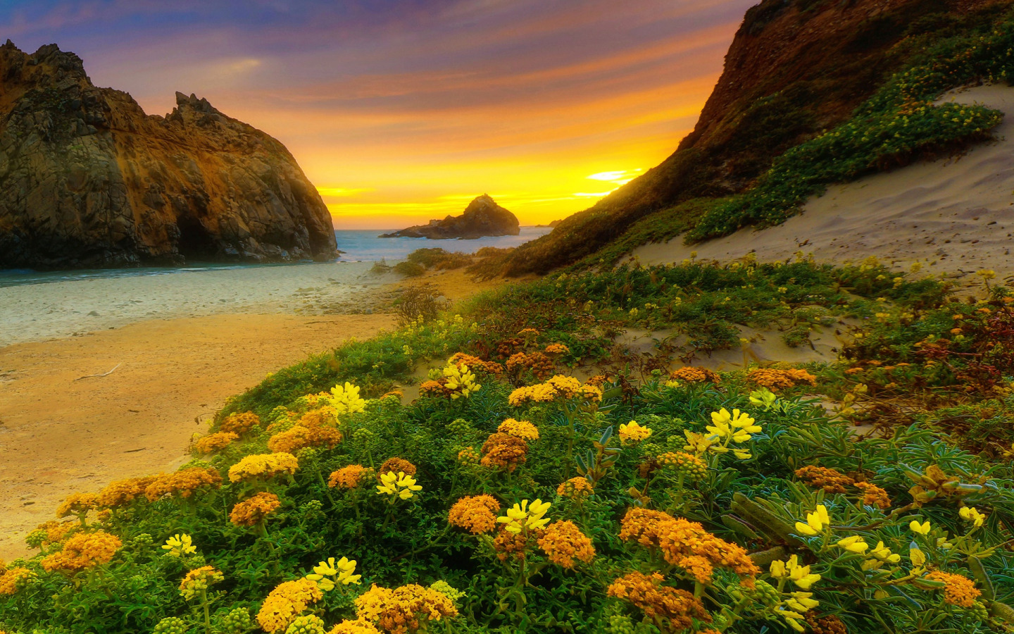 Яркие цветы на море. Штат Калифорния природа. Красивый пейзаж. Море горы солнце. Пейзажи с цветами.