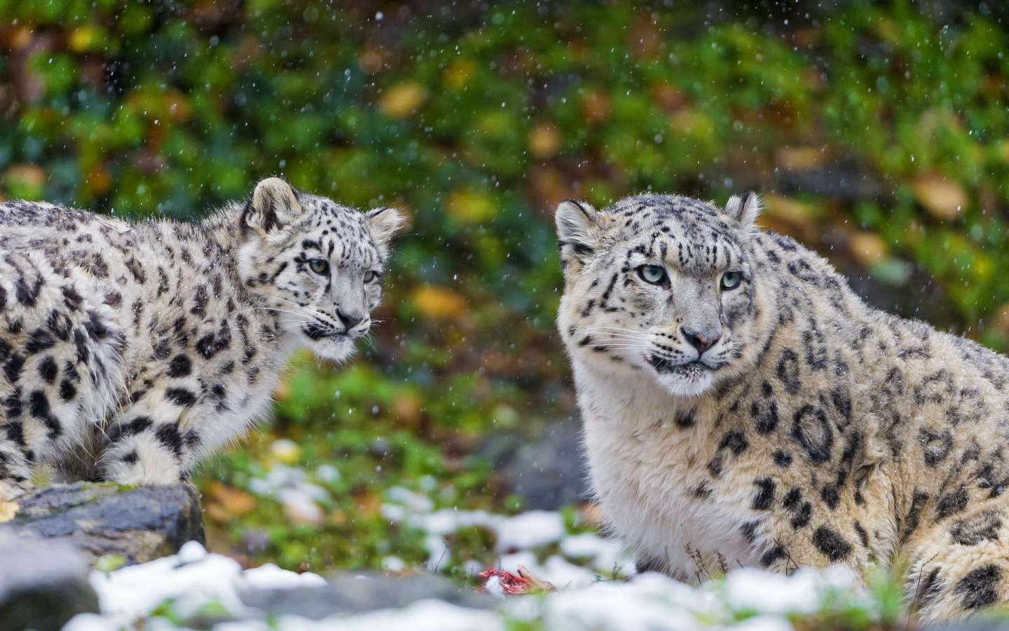Ловкие хищники. Снежный Барс Ирбис. Снежный леопард и снежный Барс. Снежный Барс альбинос. Снежный Барс леопард Snow Leopard Ирбис.