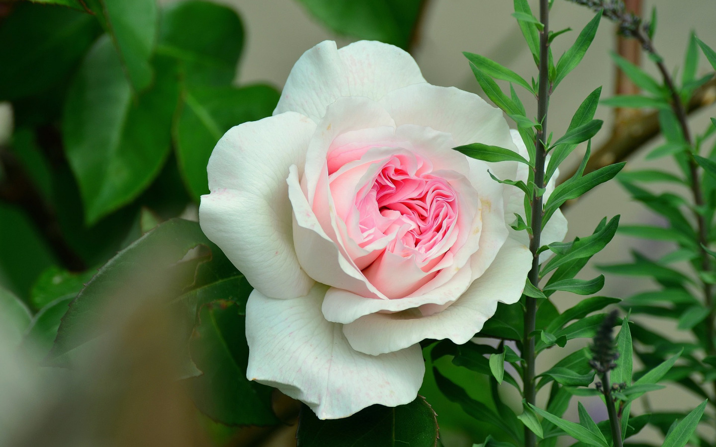 Роза флорибунда White Bouquet