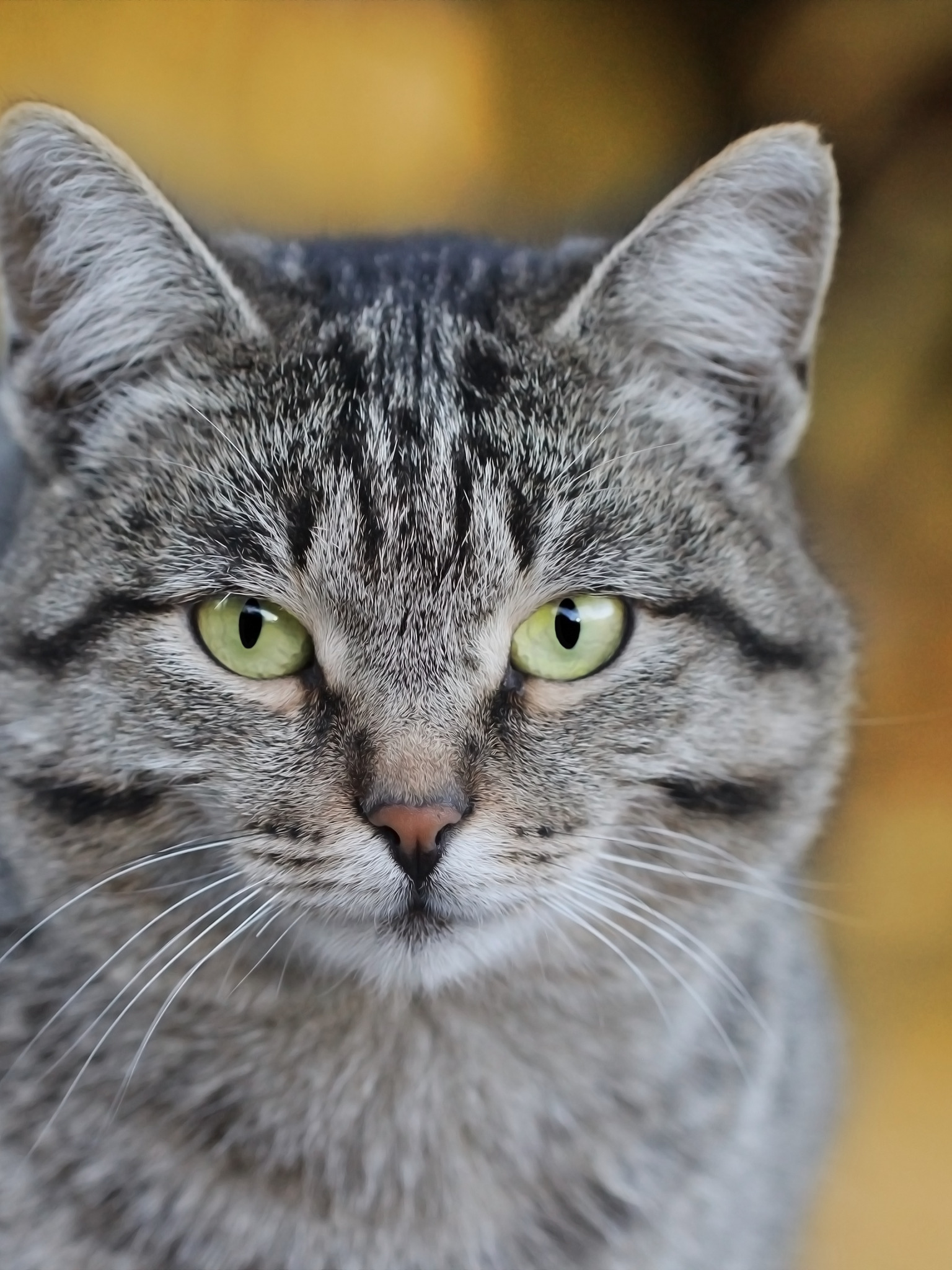 кот, морда, фон