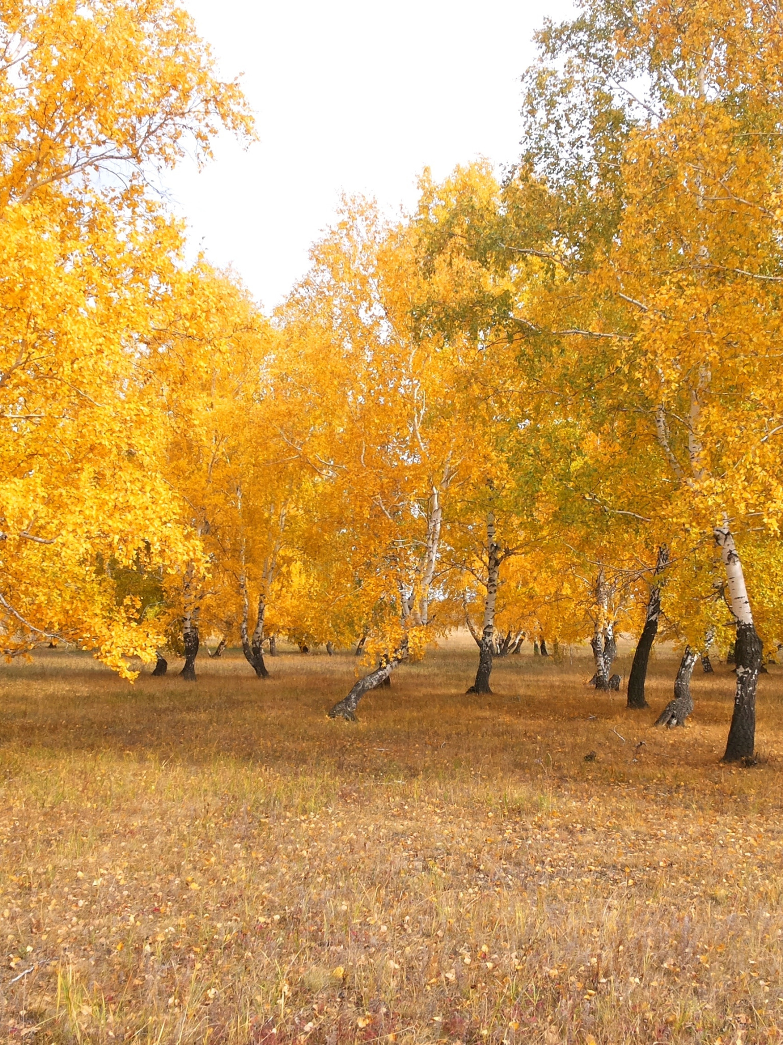 Пожелтели березки. Берёза жёлтая. Одна береза осенью. Осенние березы в поле. Осенний березовый лес.