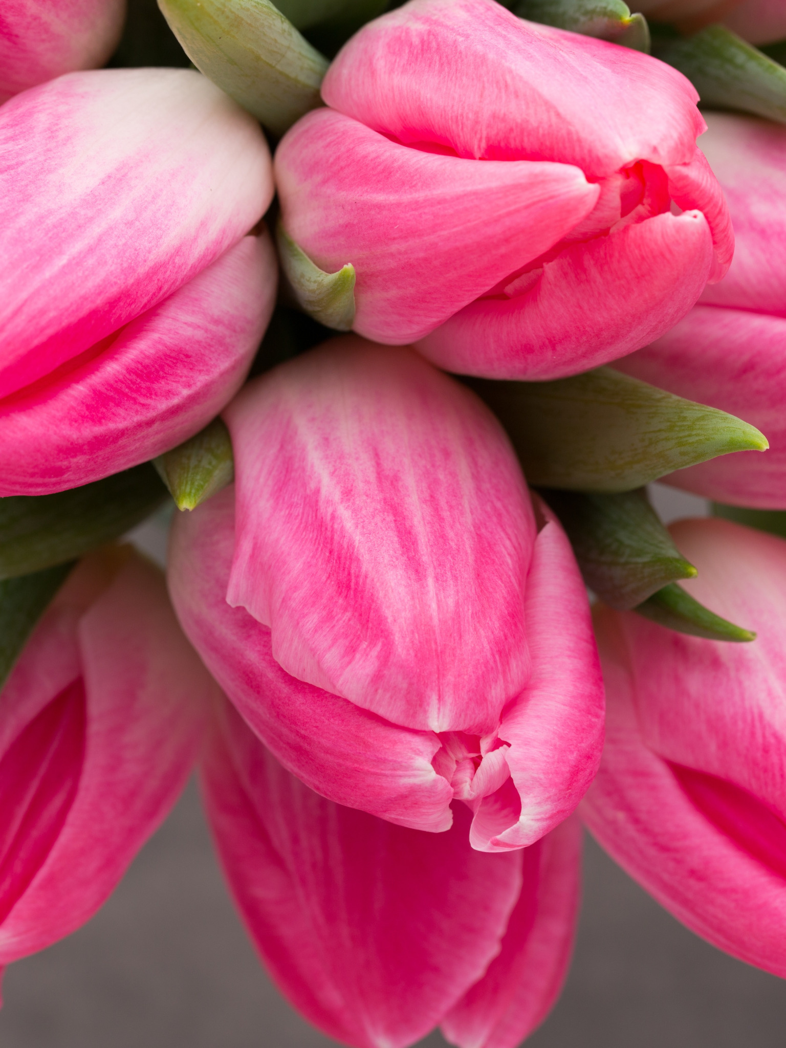 Пионовидные тюльпаны. Розовые тюльпаны. Нежные розовые тюльпаны. Тюльпаны. Нежно-розовый. Что значат розовые тюльпаны