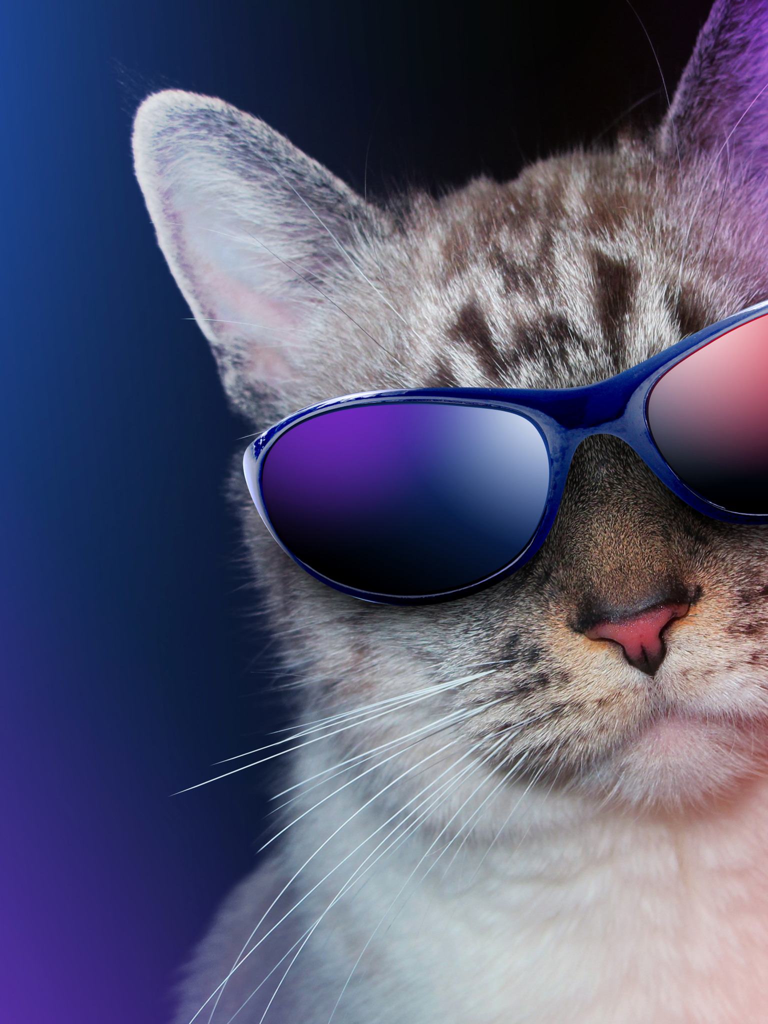 Фото на аватарку в вайбере. Крутые коты. Крутой кот. Кот в очках. Кот в очках на рабочий стол.