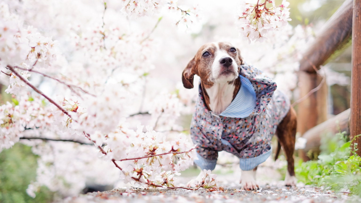 взгляд, друг, собака, весна