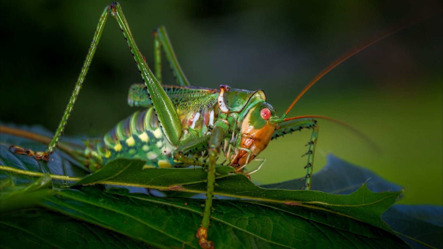макро, насекомое, кузнечик, саранча