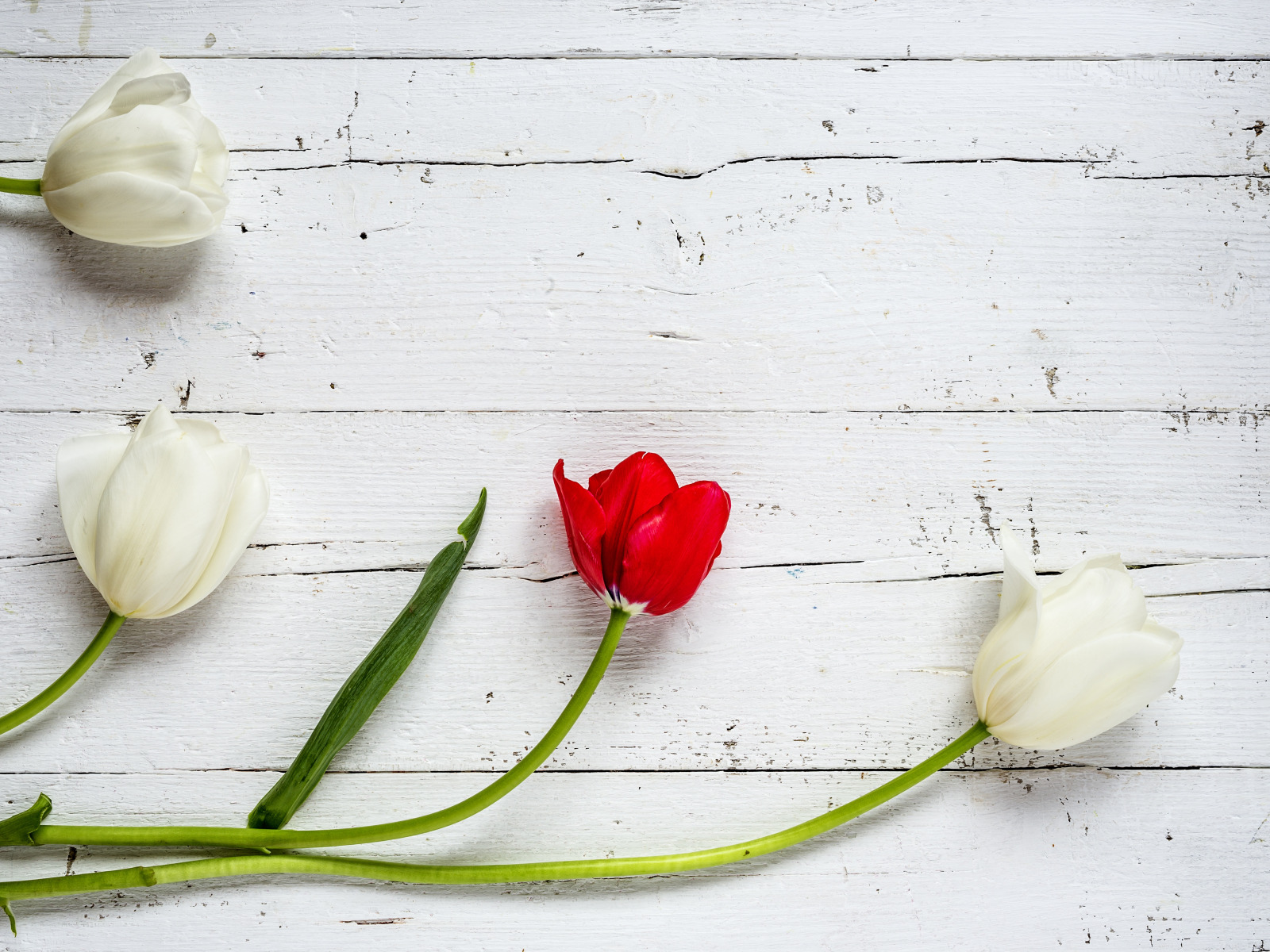 Тюльпаны минимализм. Белые тюльпаны. Белые тюльпаны Минимализм. Тюльпаны на белом фоне.