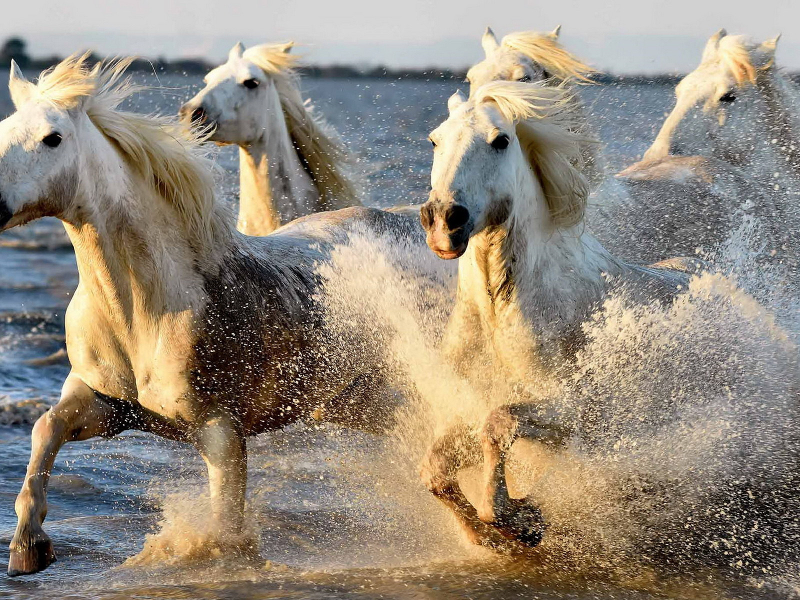 Фото Красивых Лошадей Бегущих