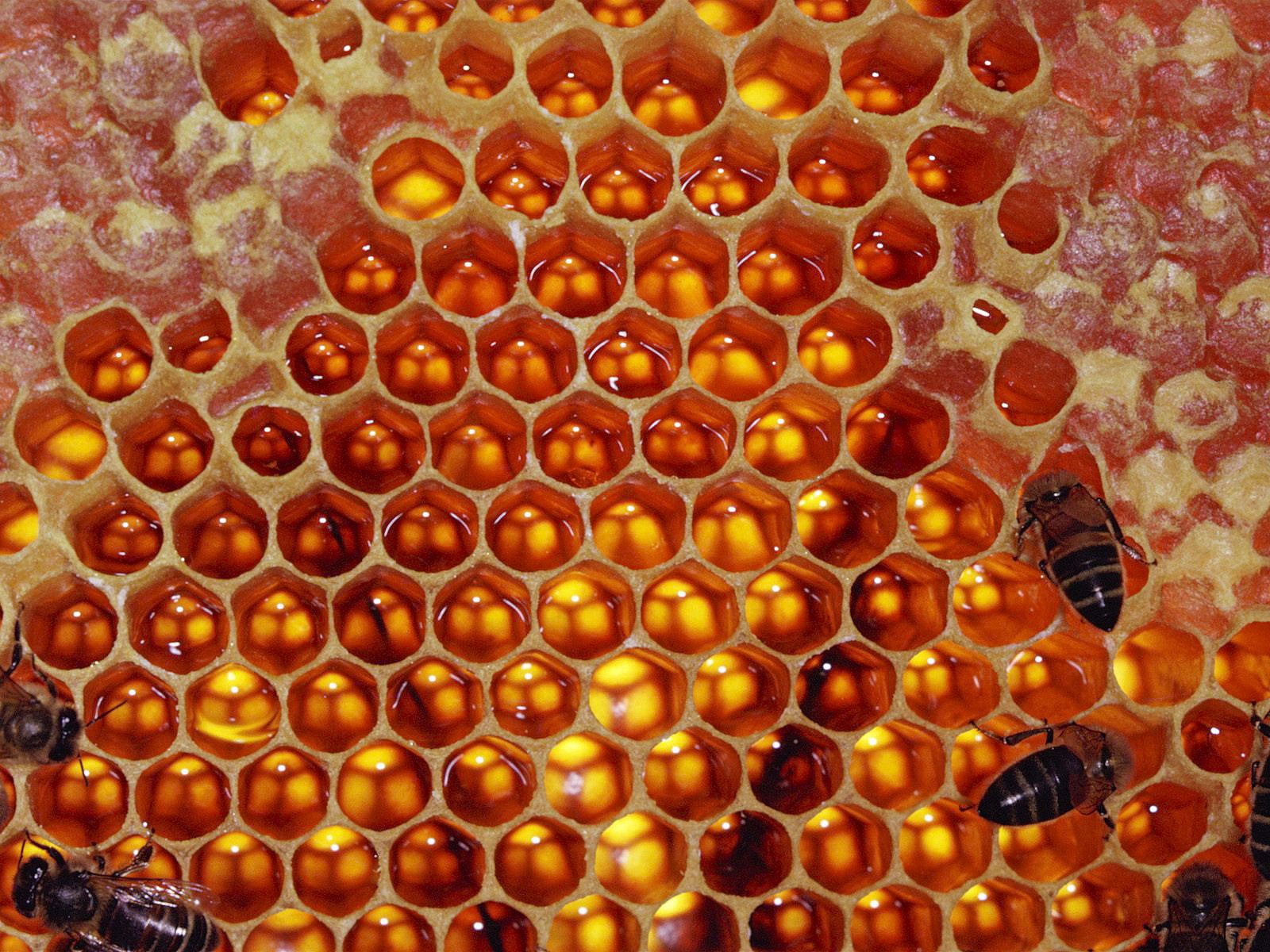 Сот и сот х. Мед соты пчелы. Трипофобия соты медовые. Пчелиные соты с медом. Фон соты медовые.