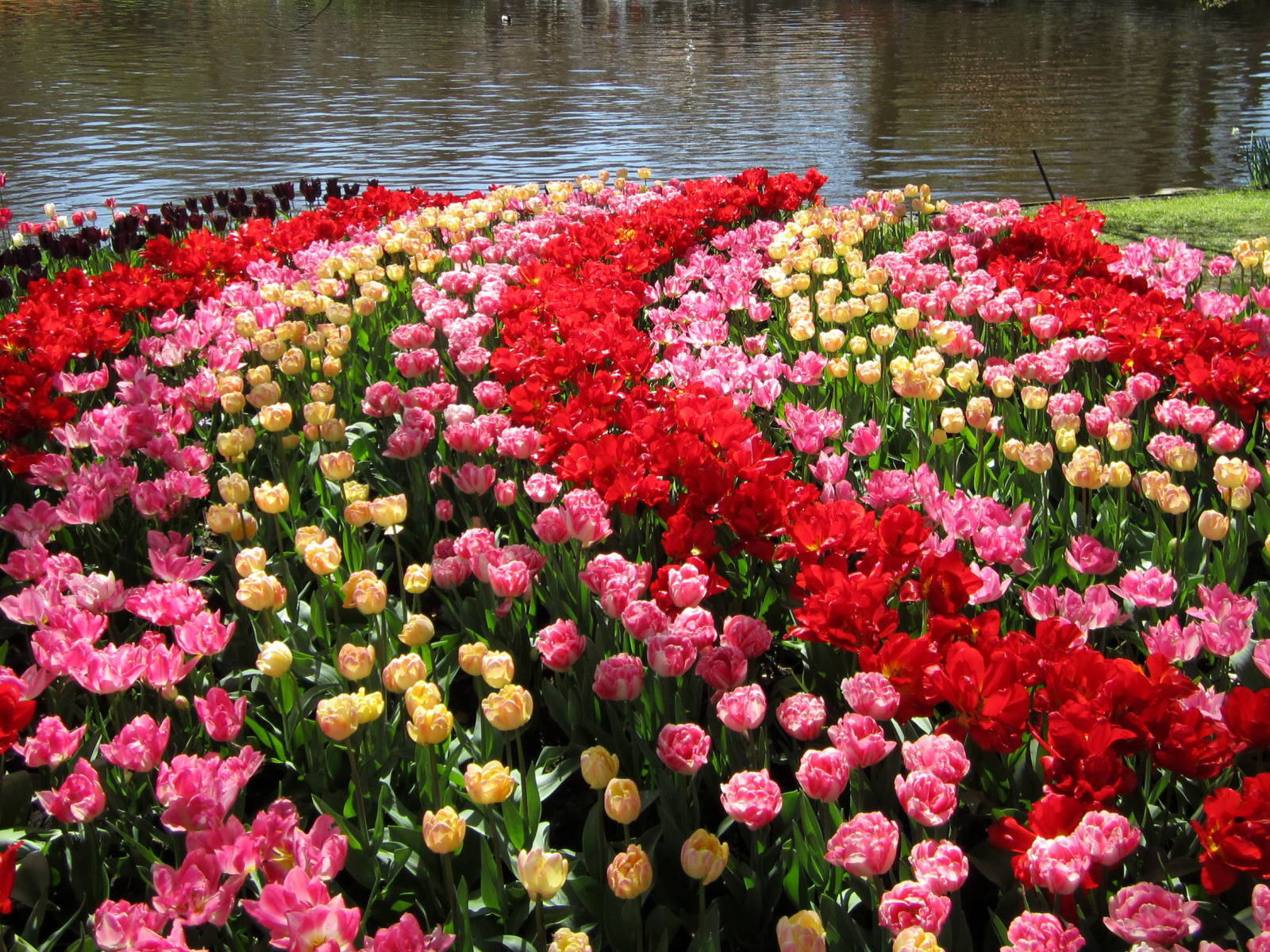 Keukenhof Tulip Garden