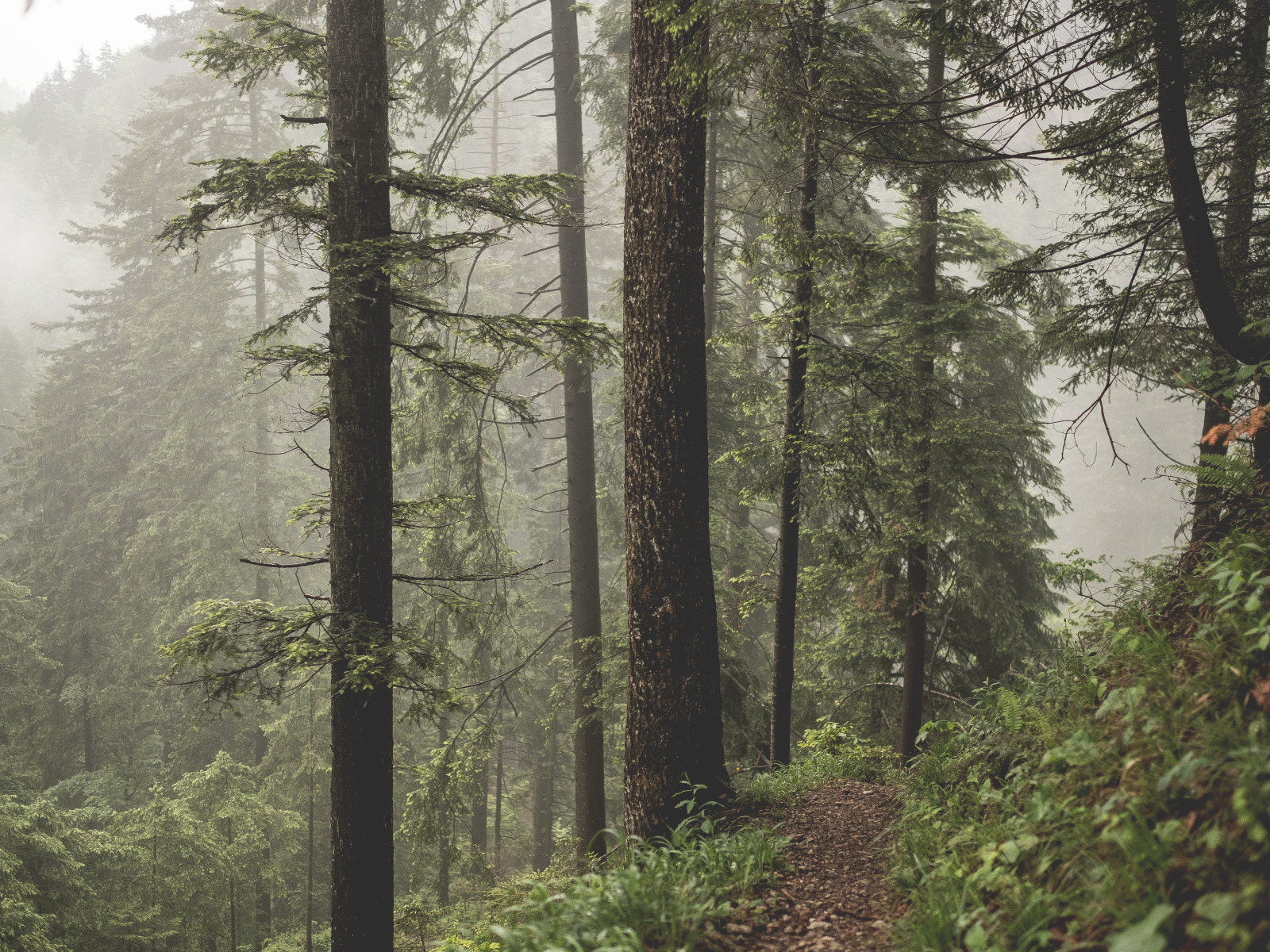 Хвойный лес в тумане. Туманный лес с тропинкой. Природа туман фото. Лес туман вечер. Изм лес