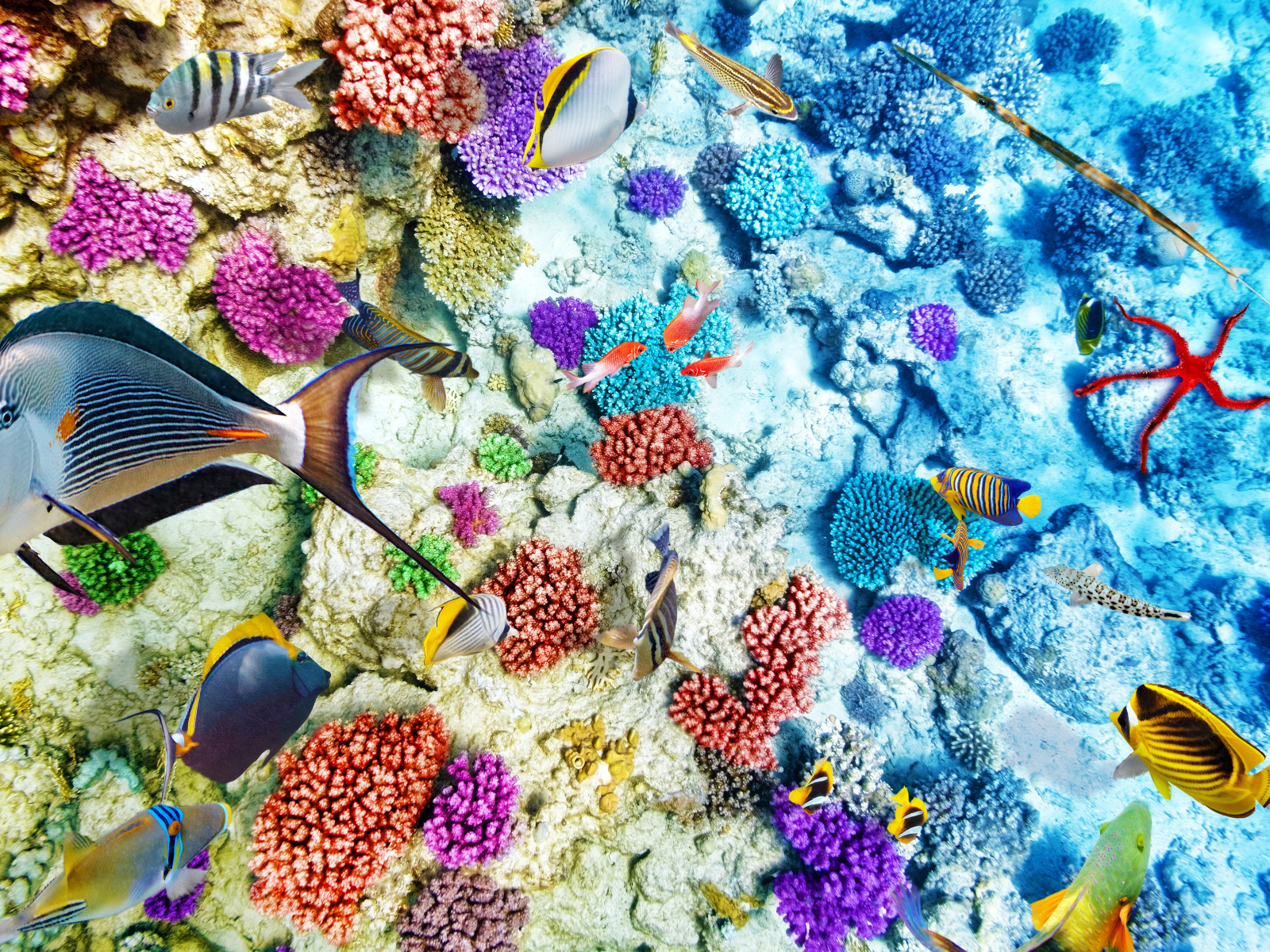 рыбки, океан, world, подводный мир, underwater, ocean, fishes, tropical