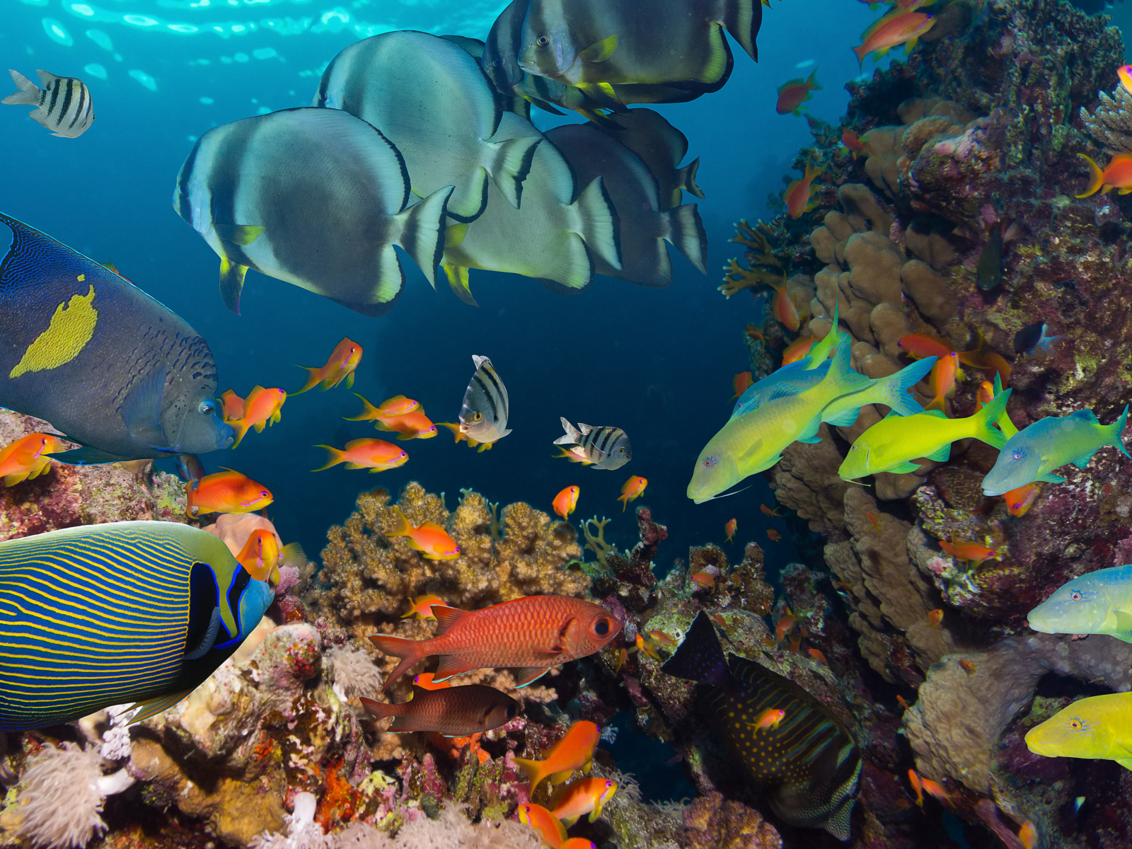 Фауна океанов. Пазл Dodo «подводный мир». Шарм-Эль-Шейх море. Шарм-Эль-Шейх кораллы. Подводный мир Тихого океана.