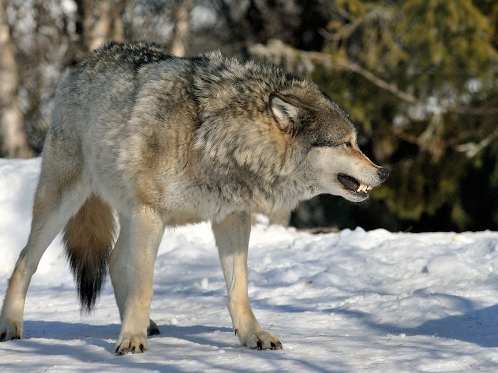 Про диких волков. Макензийский Равнинный волк. Волк Долины Маккензи. Манитобский волк. Макензийский Равнинный волк рост.