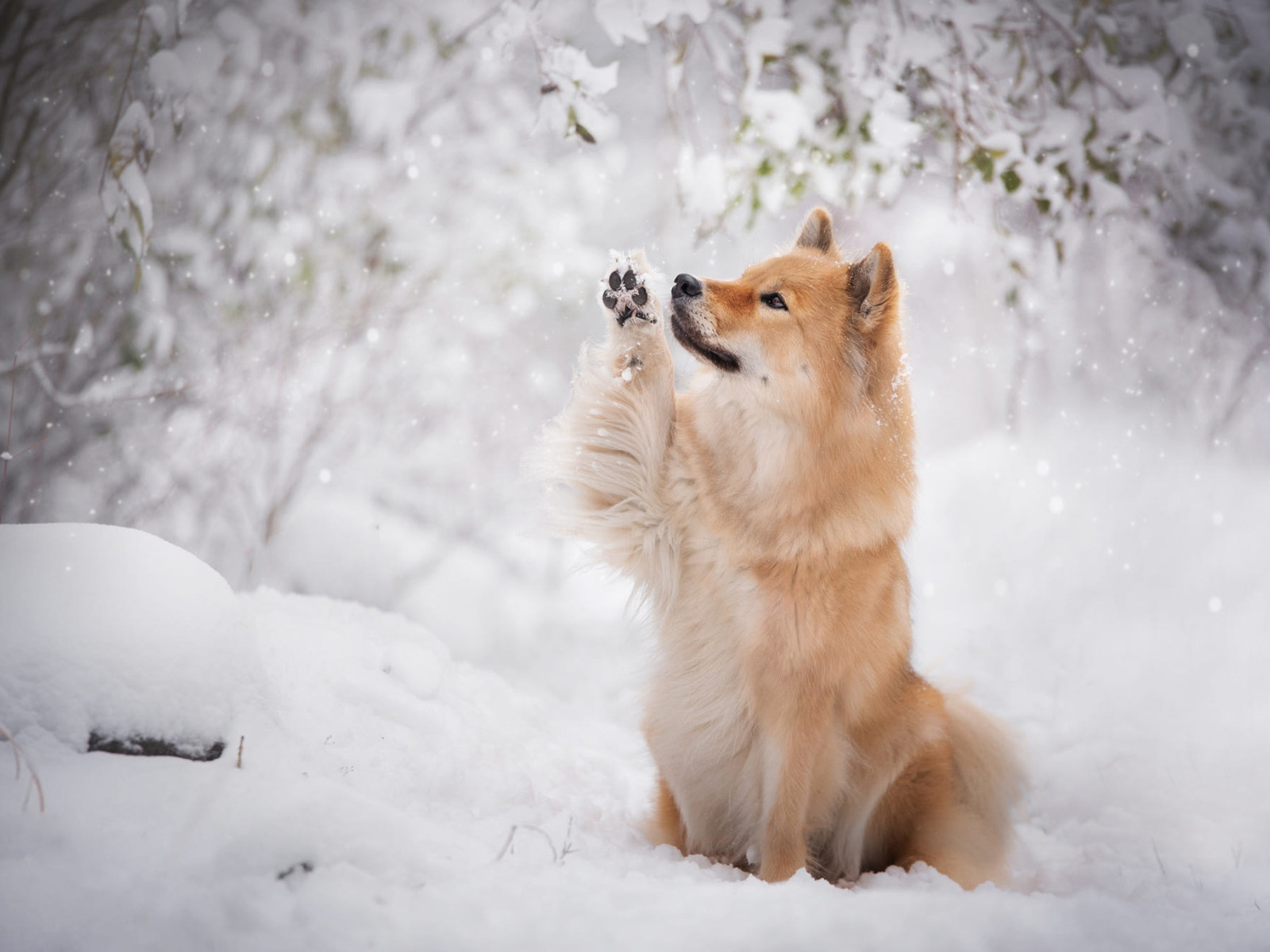 Собака сугроб. Собака зимой. Собака в зимнем лесу. Собака радуется снегу. Собака в снегу.