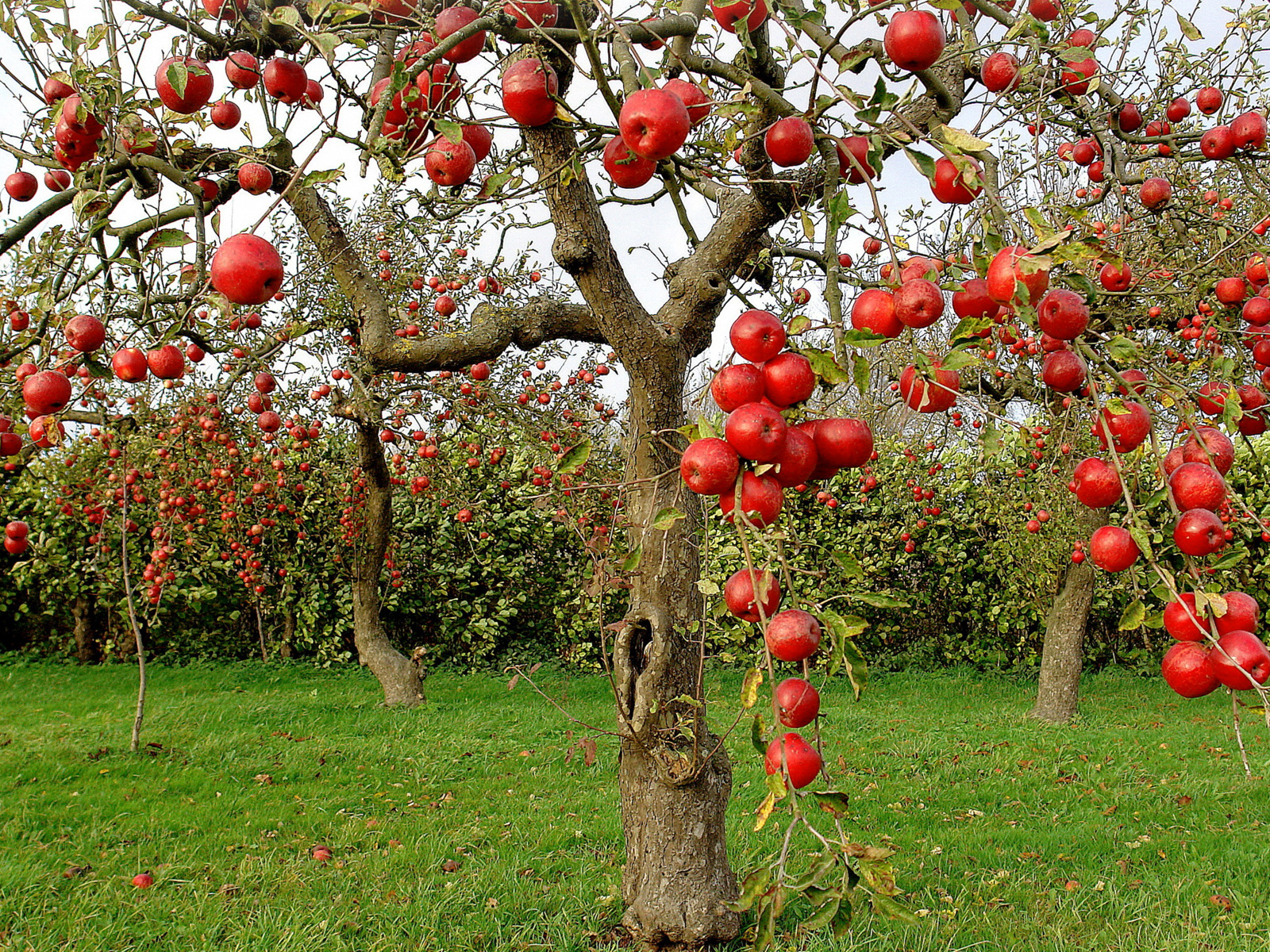 Вишня большой урожай. Штамбовая груша. Яблоня зонтичная крупноплодная. Яблоня плодовая дерево. Яблоня карликовая с2l.