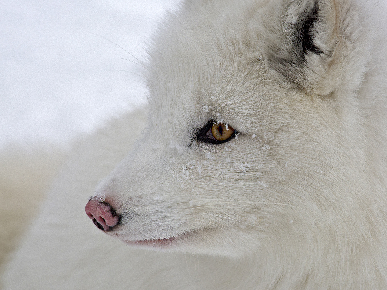 Белый лис фото Скачать обои white, eyes, snow, fur, Arctic fox, раздел животные в разрешении 16