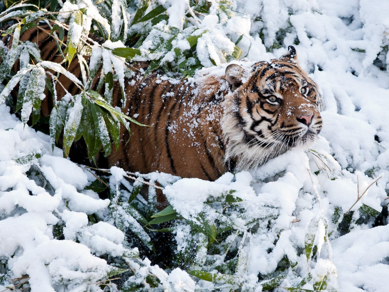 Уссурийский тигр 4. Уссурийский тигр белый. Амурский тигр и снежный Барс. Уссурийский тигр зимой. Тигр на снегу.