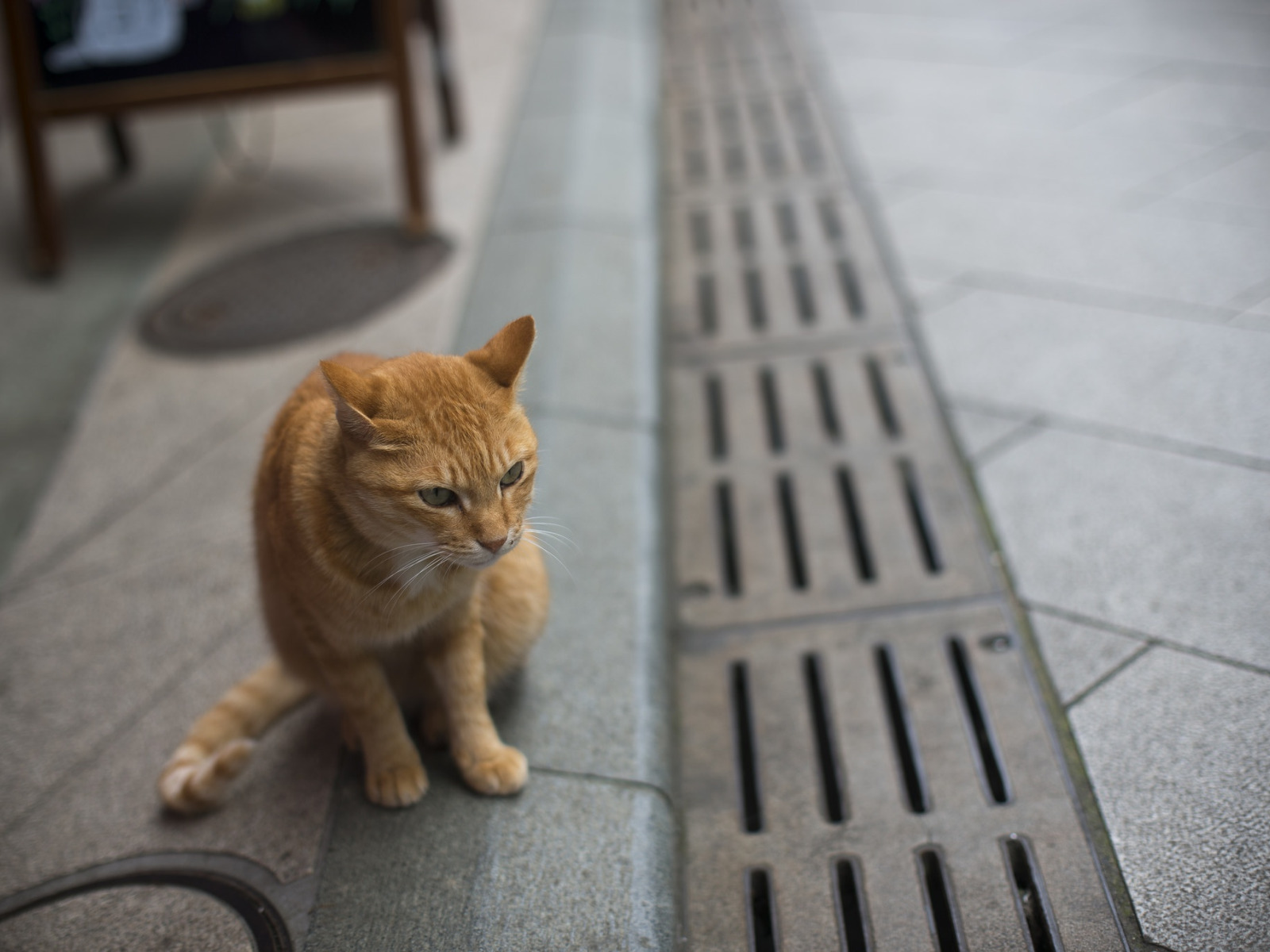 Hello street cat live. Кот на улице. Кот на улице в Екатеринбурге. Рыжая кошка на улице Старопетровский. Слепой рыжий кот на улице.