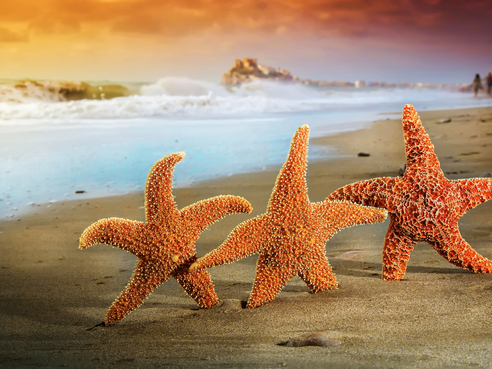 Морская звезда лежит. Морская звезда. Морская звезда на берегу. Морская звезда в море. Морская звезда картинка.