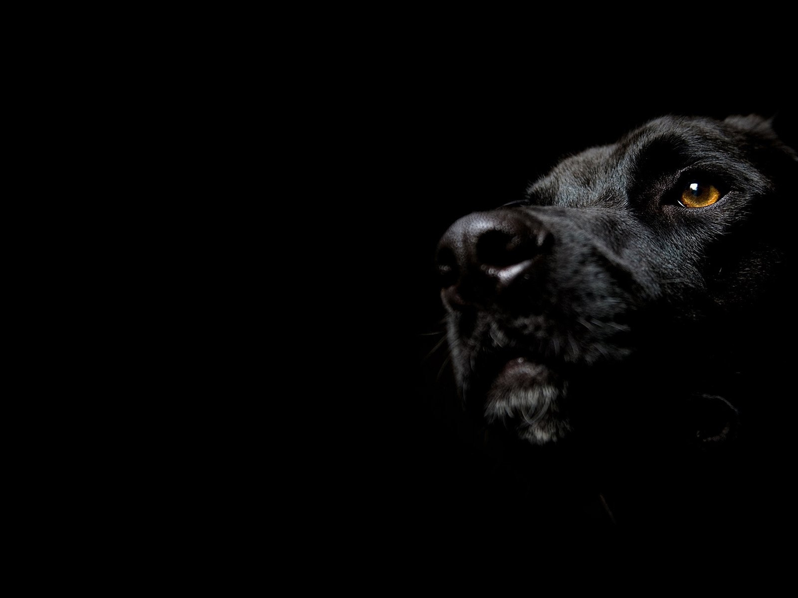 Собака на черном фоне