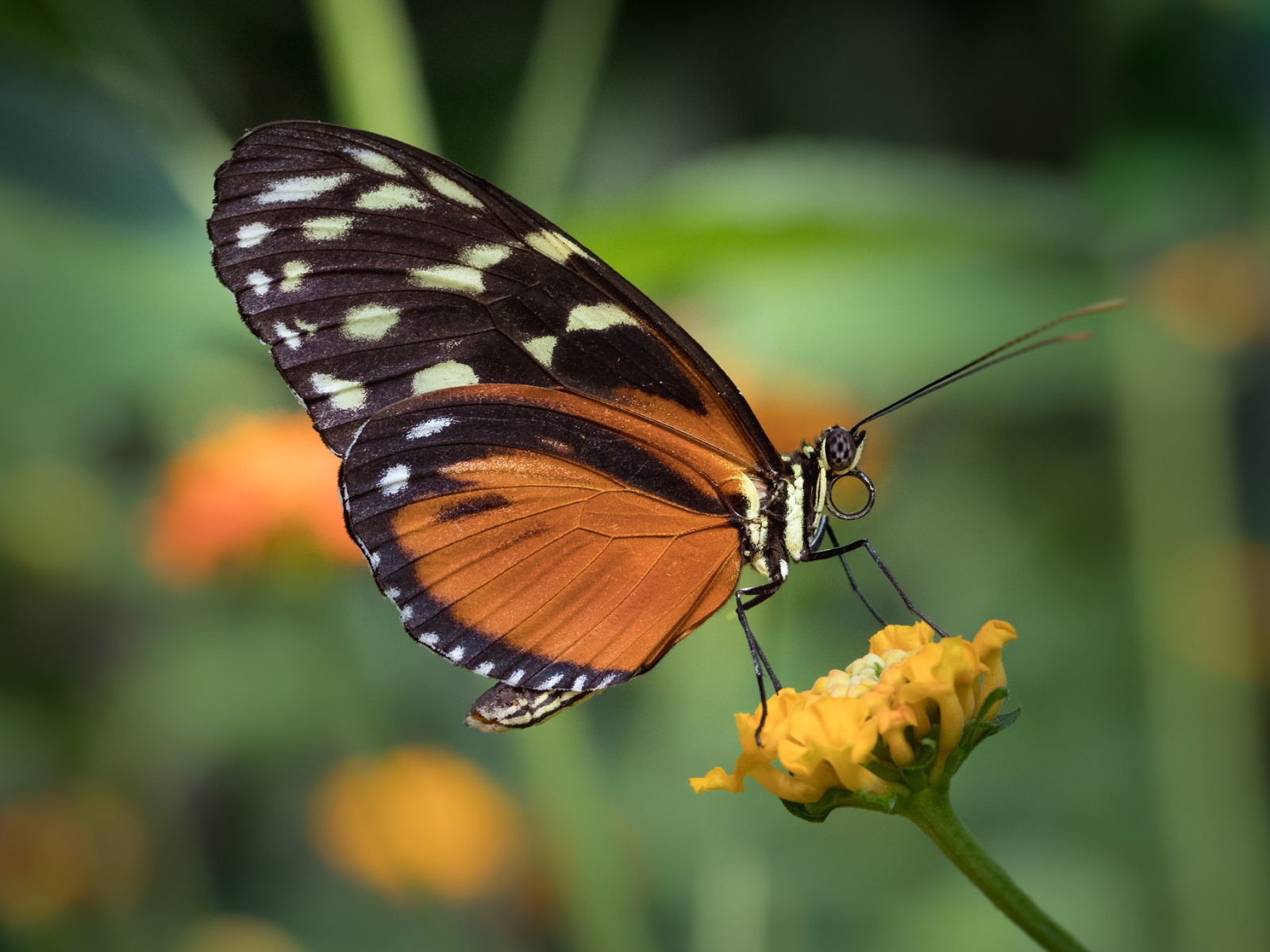 цветы, бабочка, butterfly