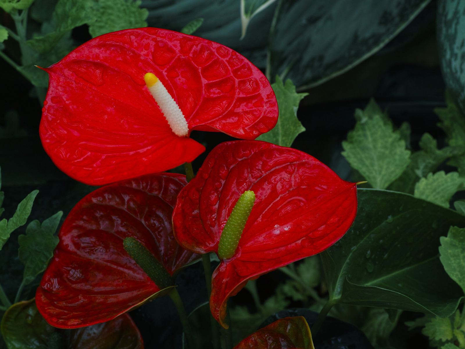 Красный цветок с большими листьями. Каллы цветы красные. Антуриум и Калла. Цветок похожий на каллу. Растение с красным цветком.