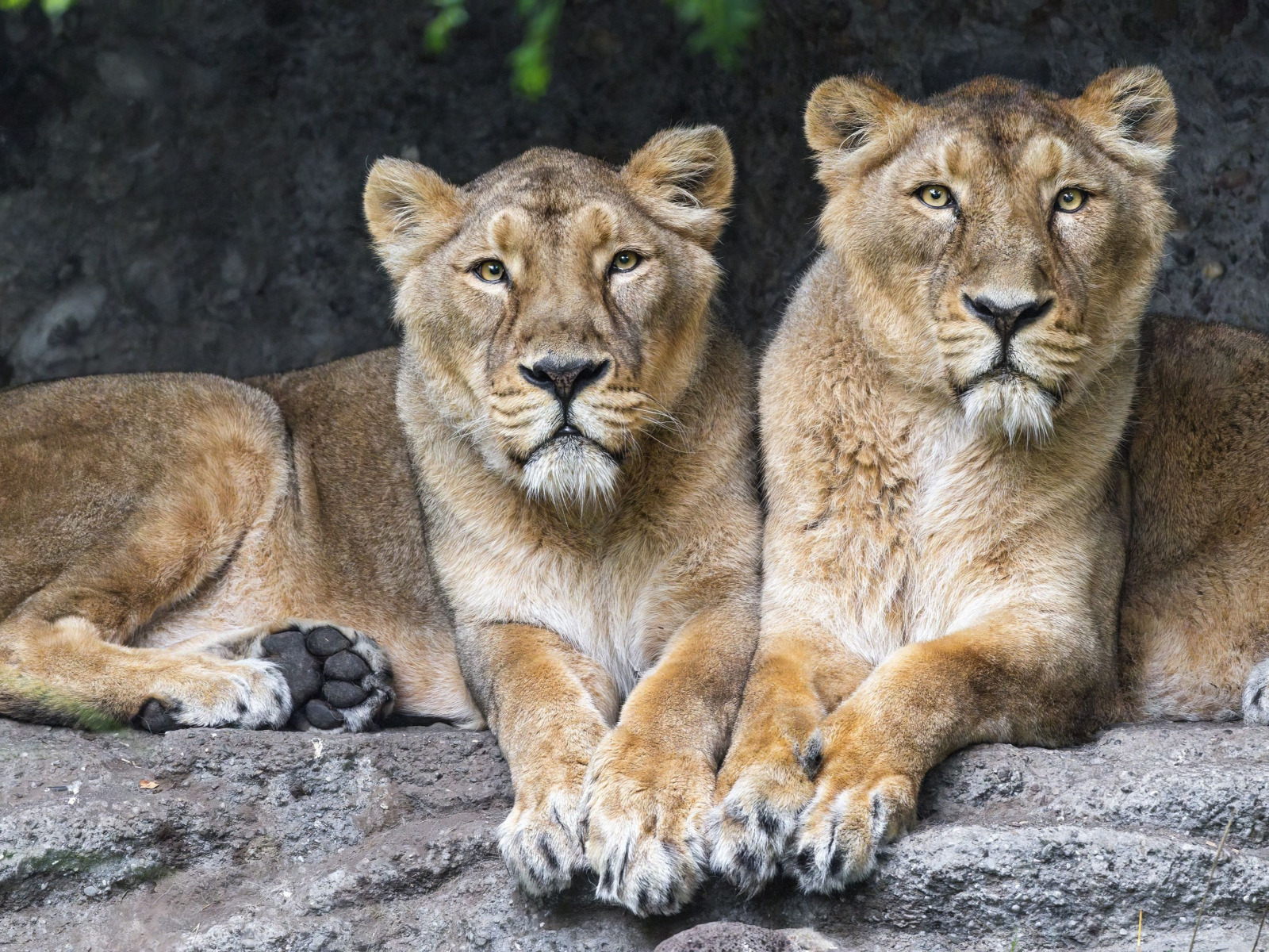 animal, Lions, big cats, lionesses